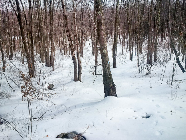 Finch Brook Preserve – Trail Report for March 2014