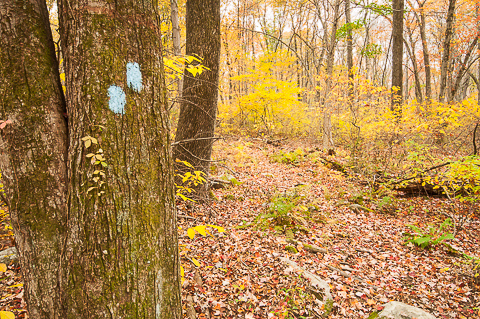 Finch Brook Preserve Becomes a CFPA Blue-blazed Trail